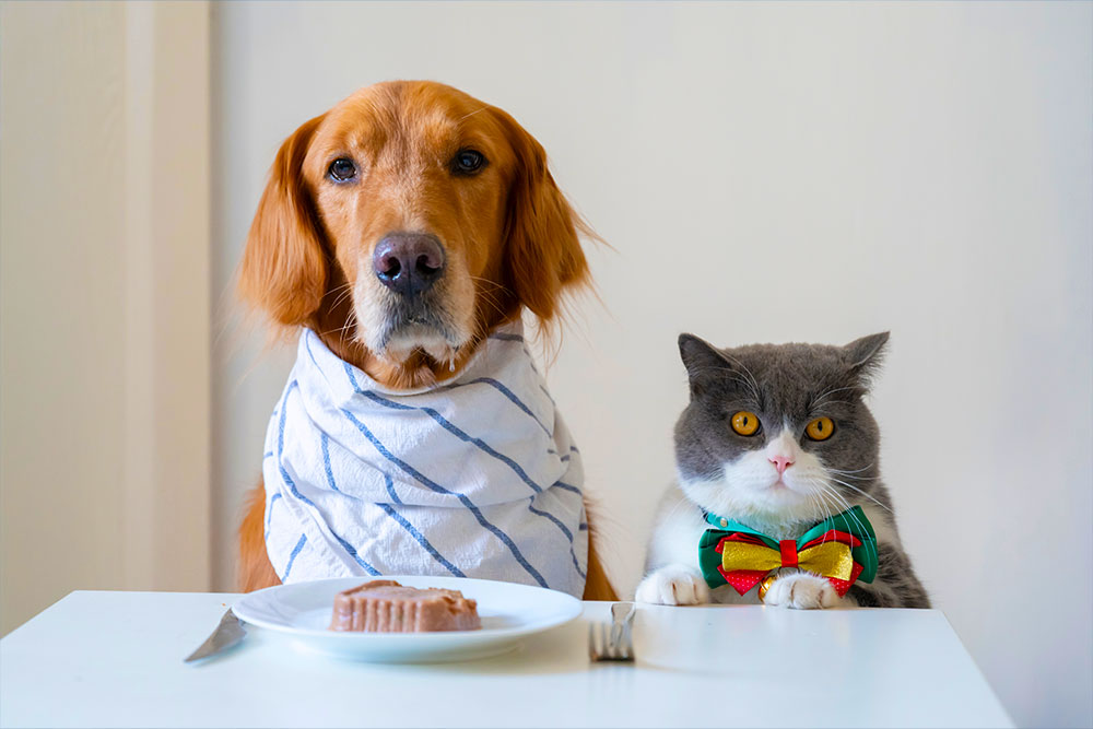 La Normandise Pet Food choisit VIF Prévision des ventes